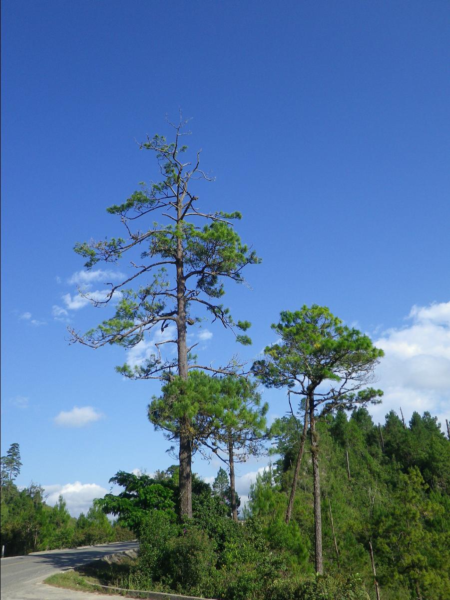 Lake Area36
